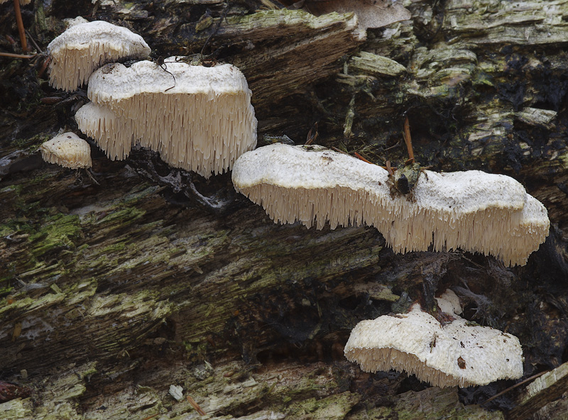 Spongipellis pachyodon